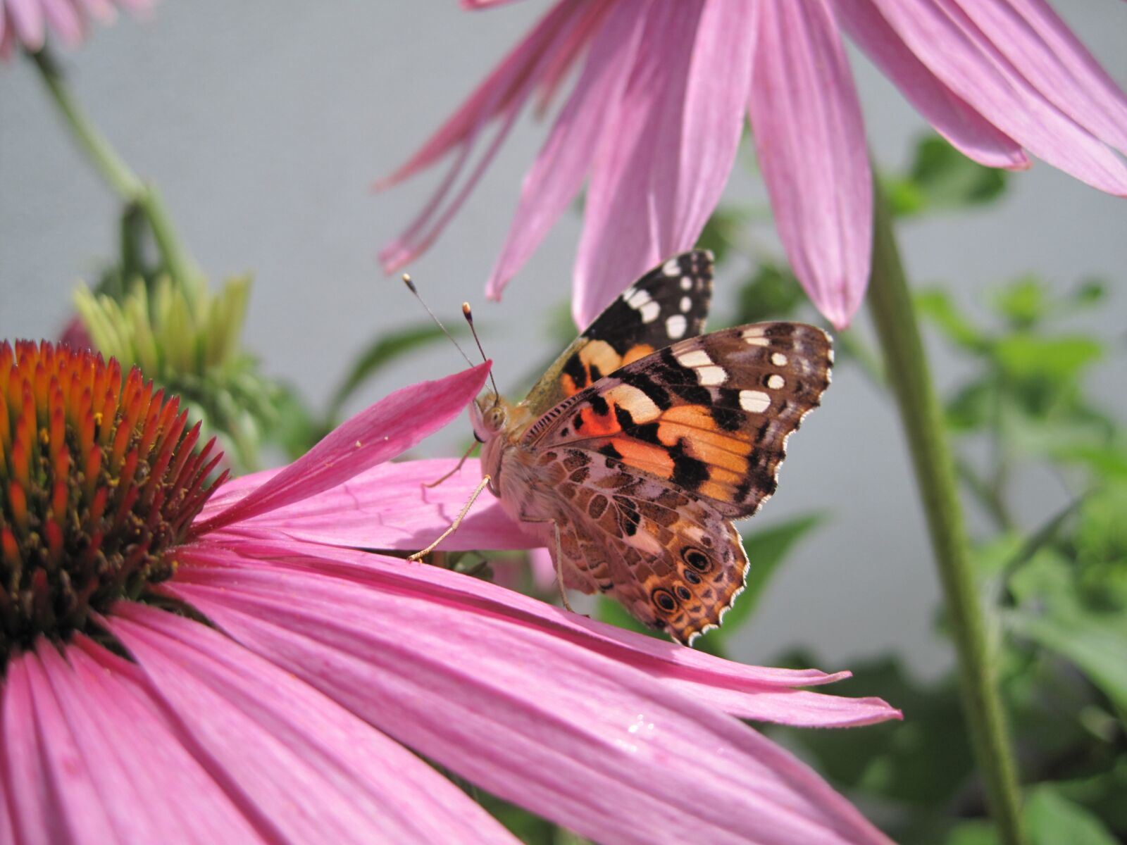 Canon PowerShot SD990 IS (Digital IXUS 980 IS / IXY Digital 3000 IS) sample photo. Butterfly, flower, nature photography