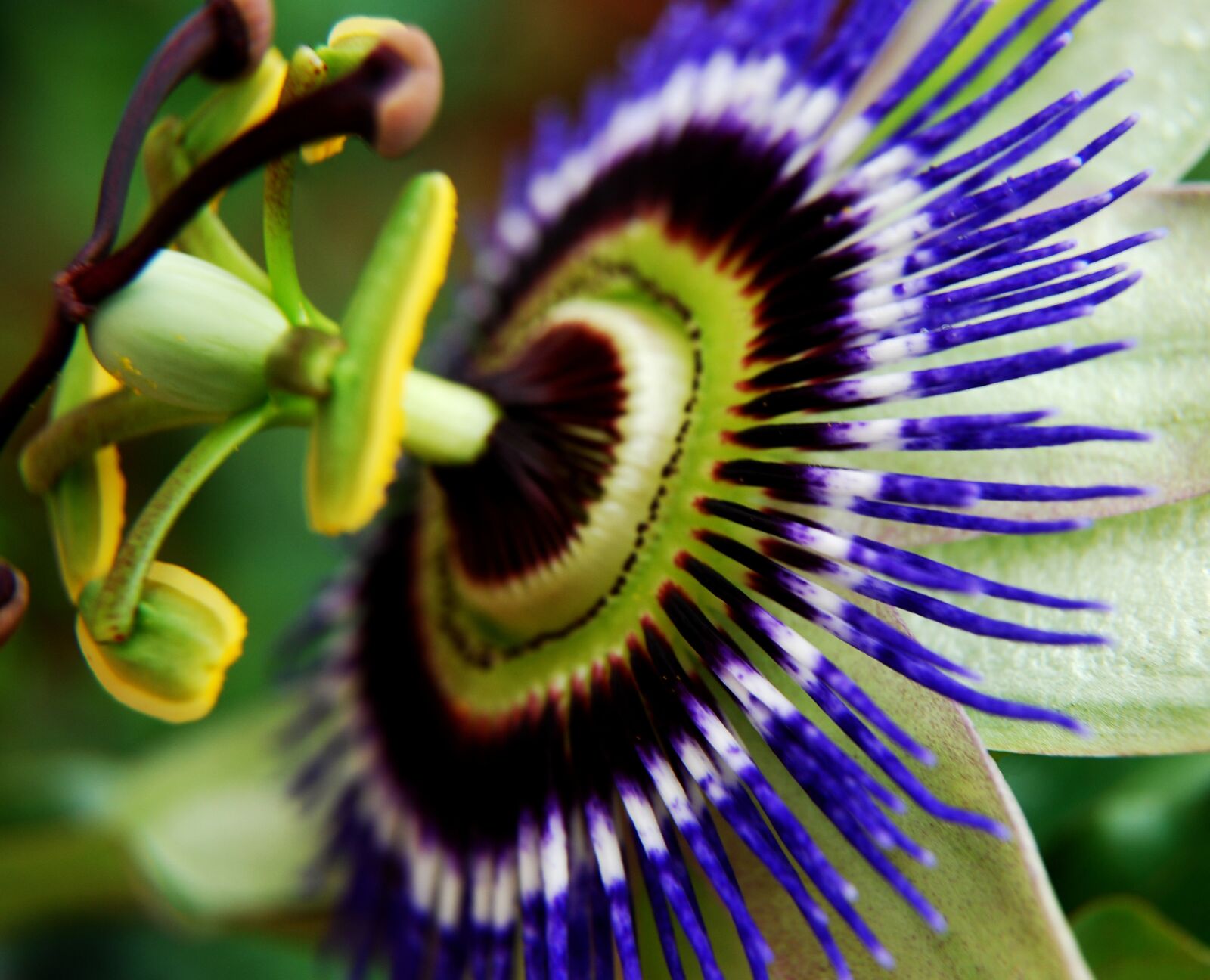 Nikon D40X sample photo. Macro, close up, passion photography