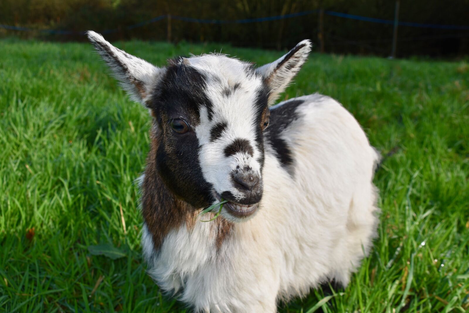 Nikon D5600 sample photo. Goat, goat baby goat photography