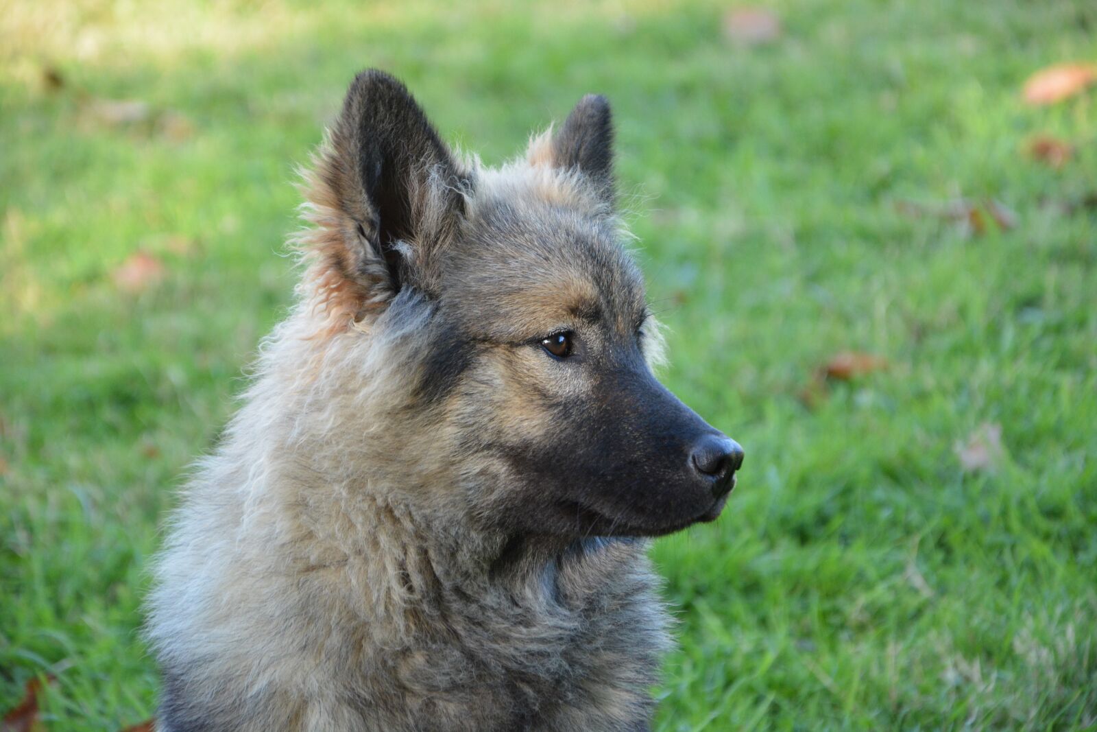 Nikon D5200 sample photo. Dog, bitch, dog eurasier photography
