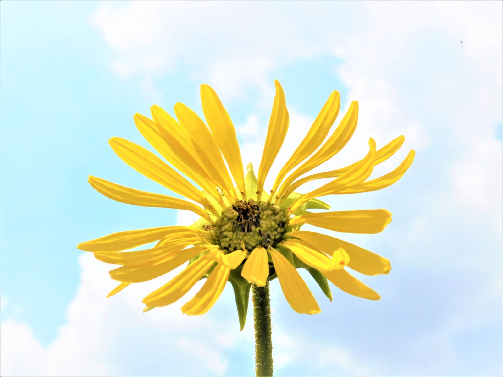 Nikon Coolpix L840 sample photo. Sunflower, sky, summer photography