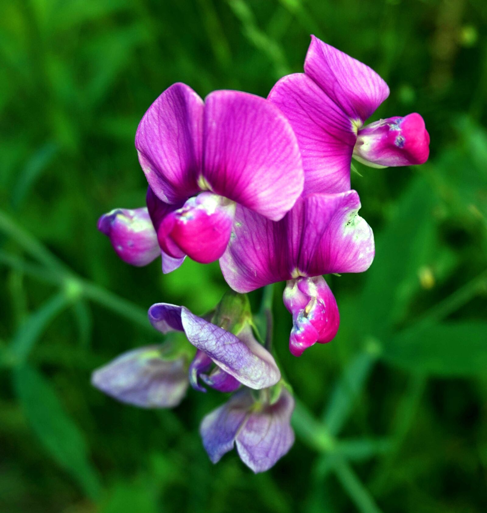 Sony Alpha a5000 (ILCE 5000) sample photo. Vetch, blossom, bloom photography