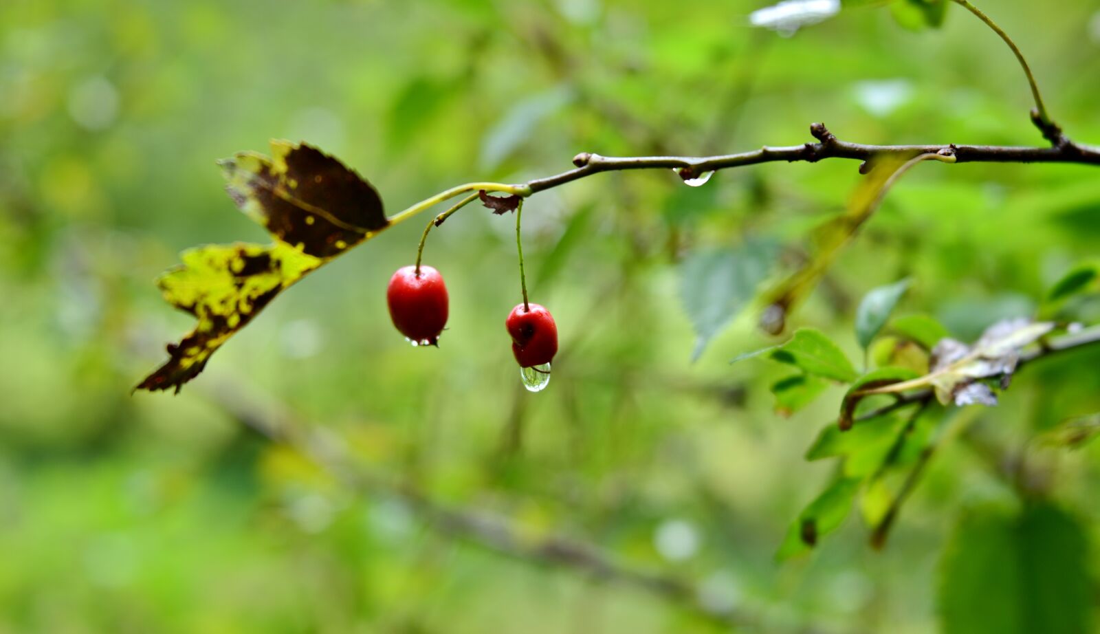 Nikon D600 sample photo. Fruits, branch, nature photography