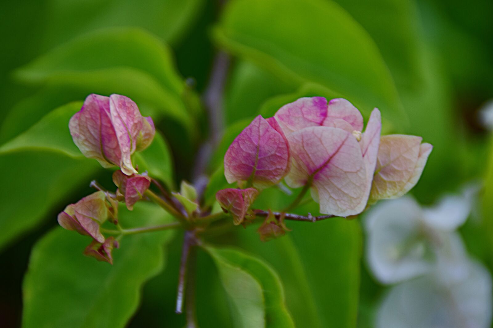 Nikon D5300 sample photo. Bougainvilla, blossom, bloom photography