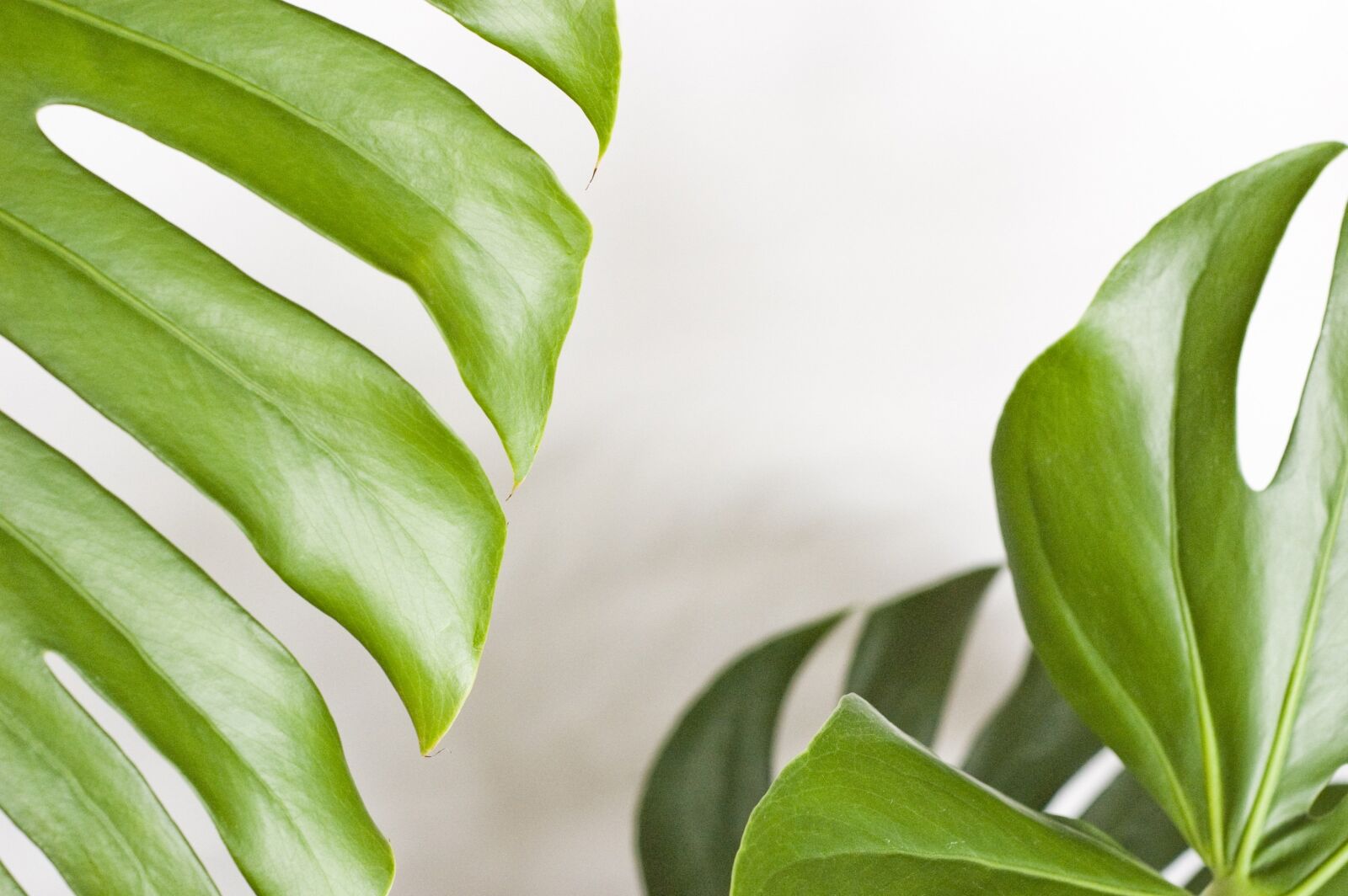 Nikon D40 sample photo. Monstera, plant, foliage photography