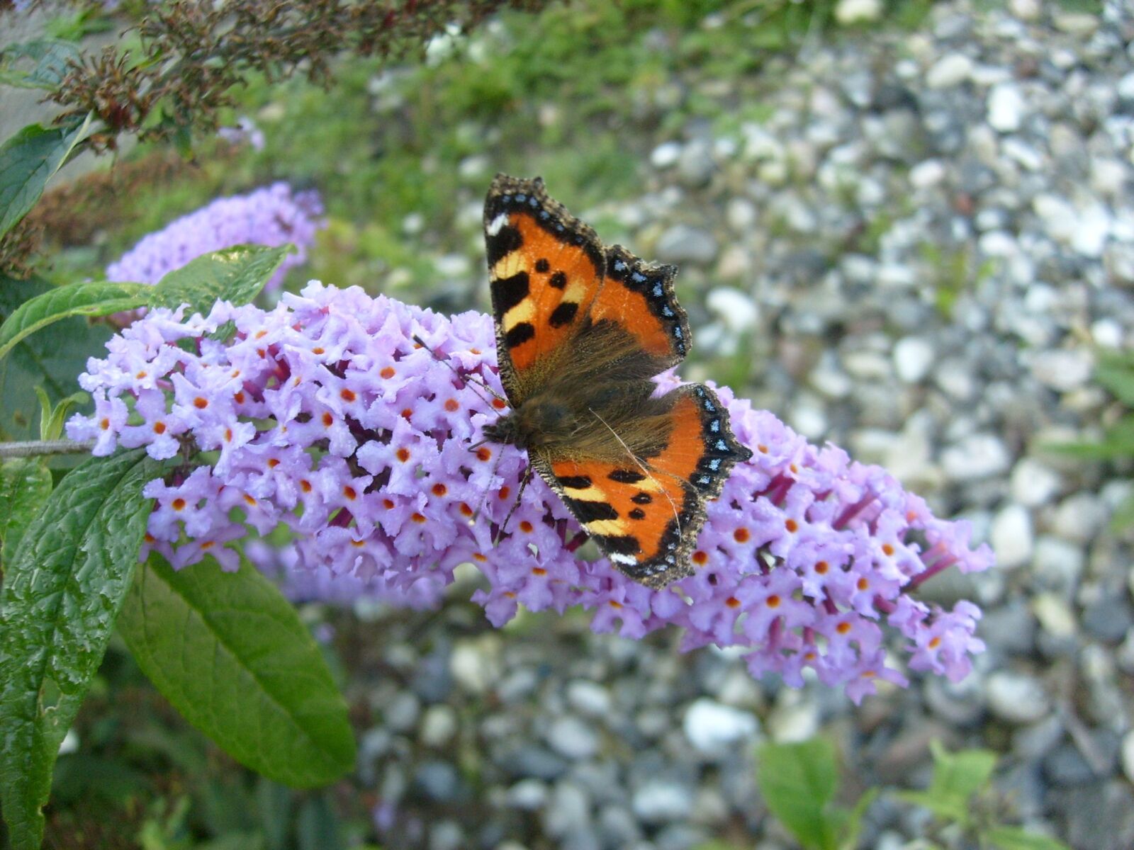 Samsung KENOX S630  / Samsung S630 sample photo. Butterfly, sommerfuglebusk, summer photography
