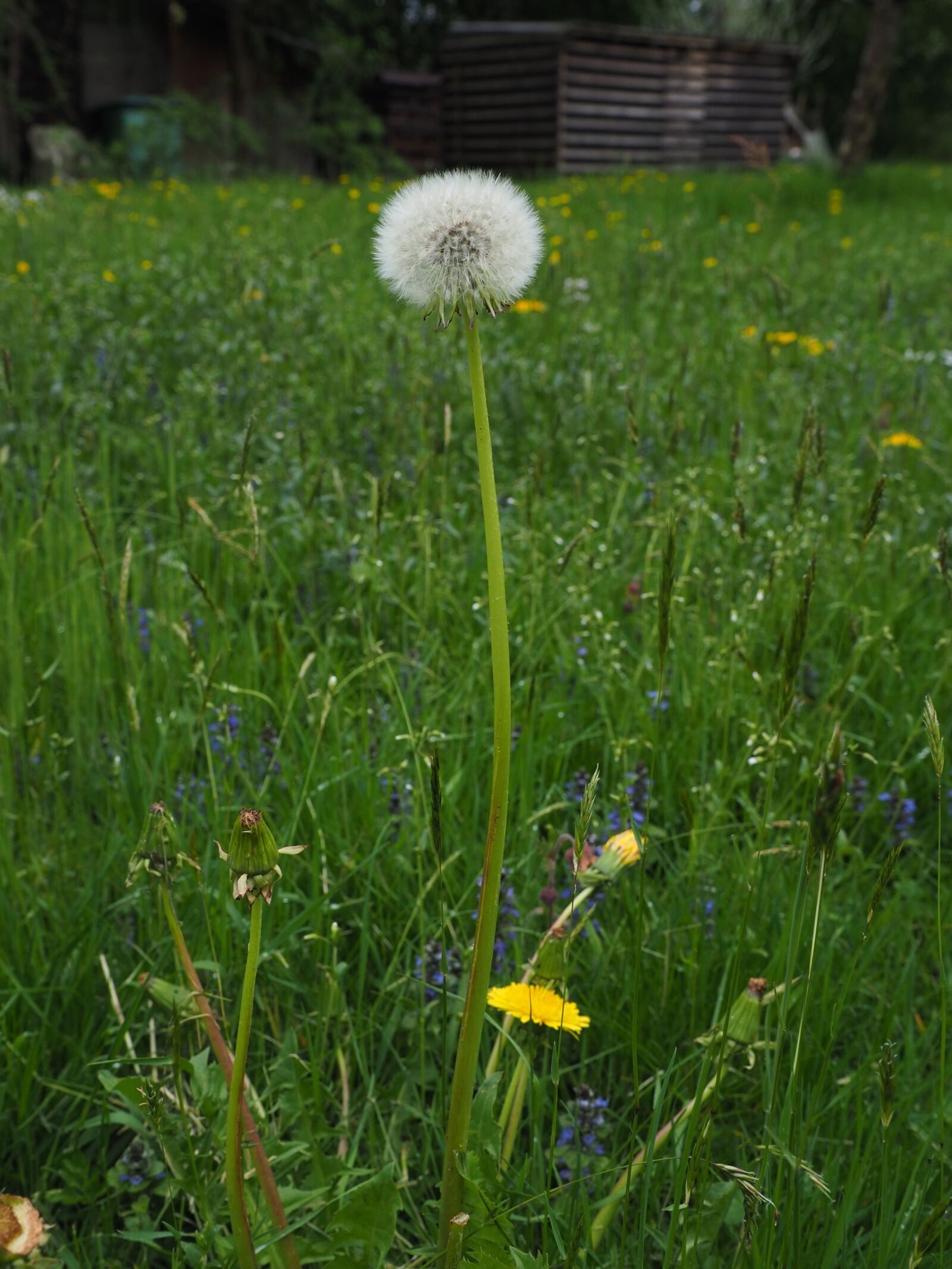 Olympus OM-D E-M1 + Olympus M.Zuiko Digital ED 12-40mm F2.8 Pro sample photo. Dandelion, spring, meadow photography