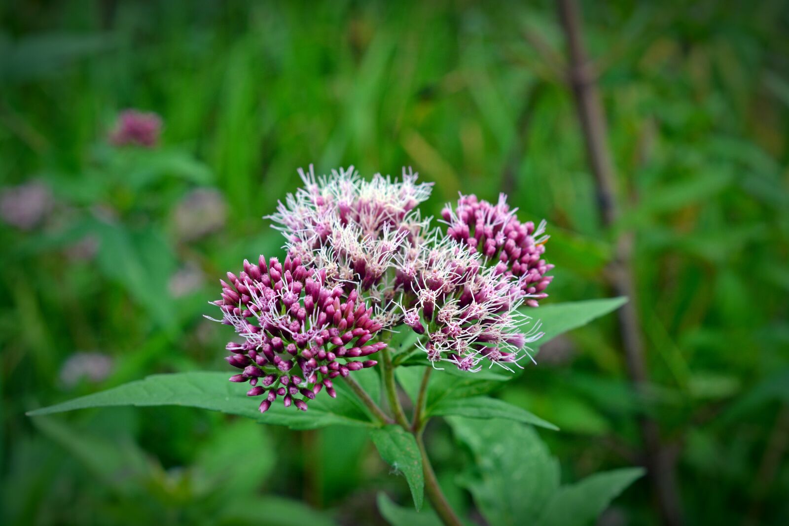 Nikon D5200 sample photo. Blossom, bloom, bush photography