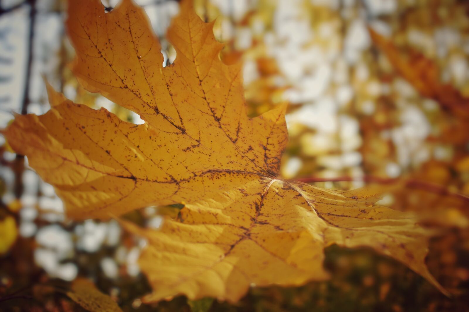 Nikon D3300 sample photo. Leaves, autumn, sheet photography