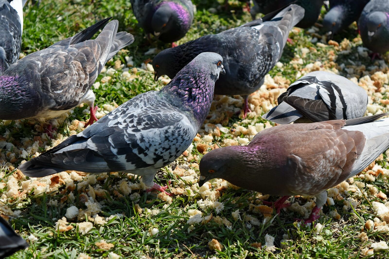 Nikon D5500 sample photo. Bird, beak, feather, wildlife photography