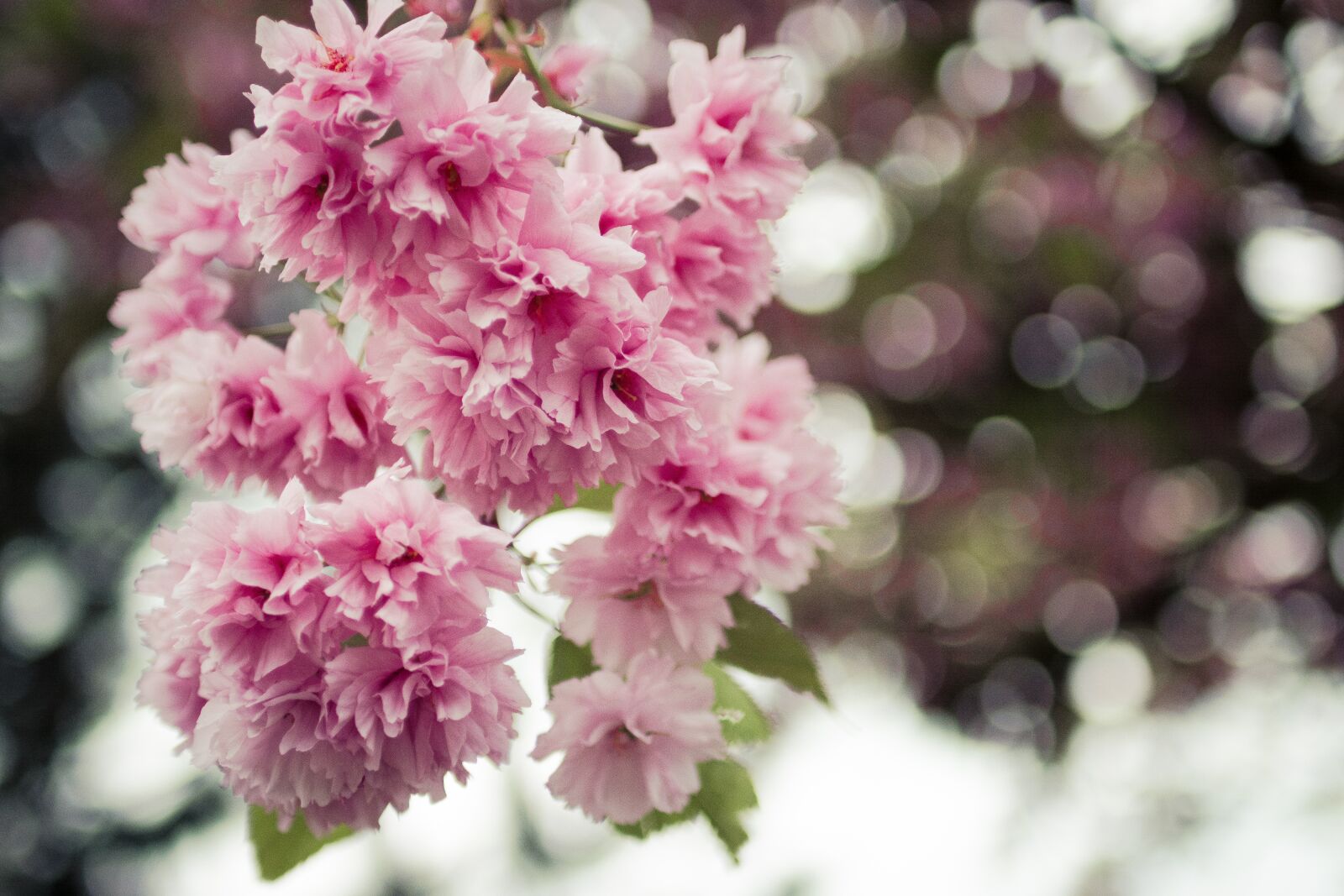 Nikon D5200 sample photo. Japanese cherry trees, flowers photography
