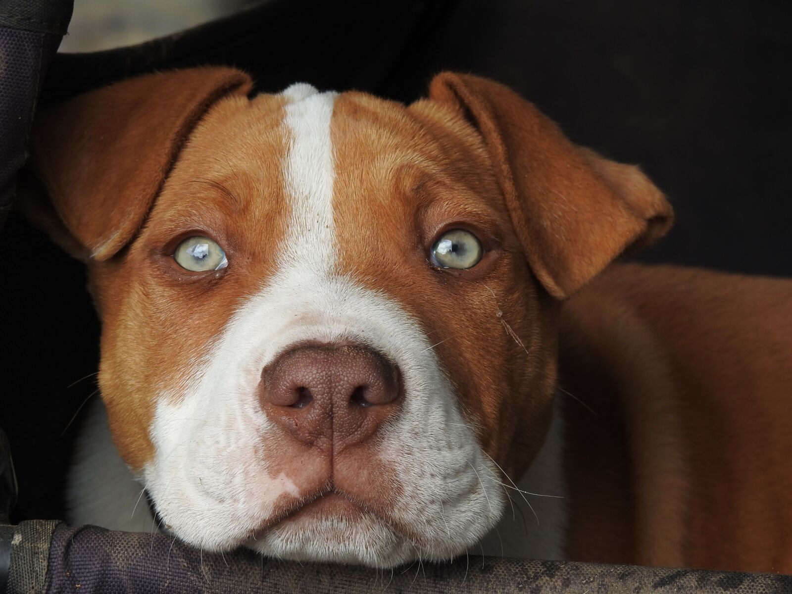 Nikon Coolpix P900 sample photo. Pup, puppy, red puppy photography