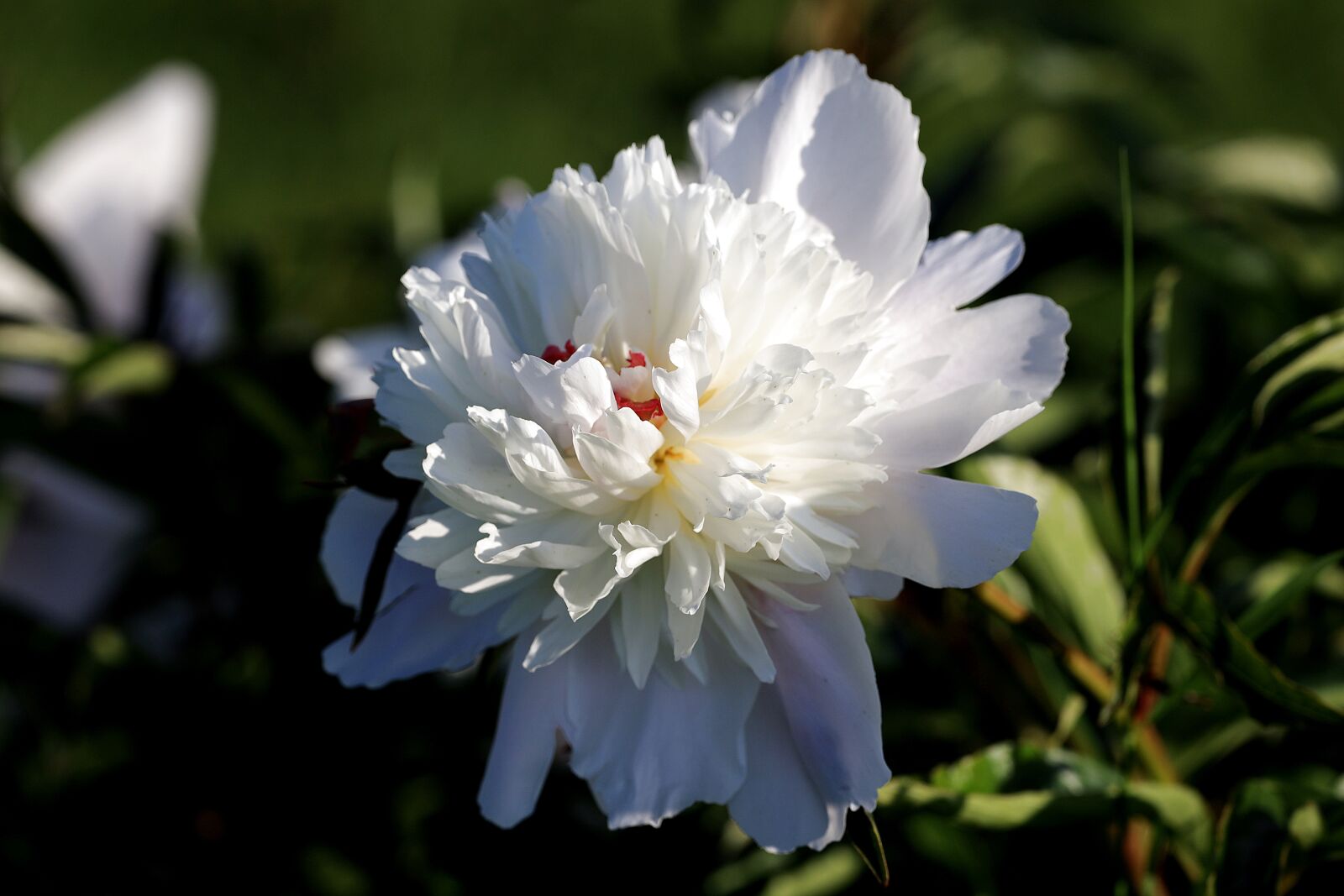 Canon EOS R sample photo. Peony, white, blossom photography