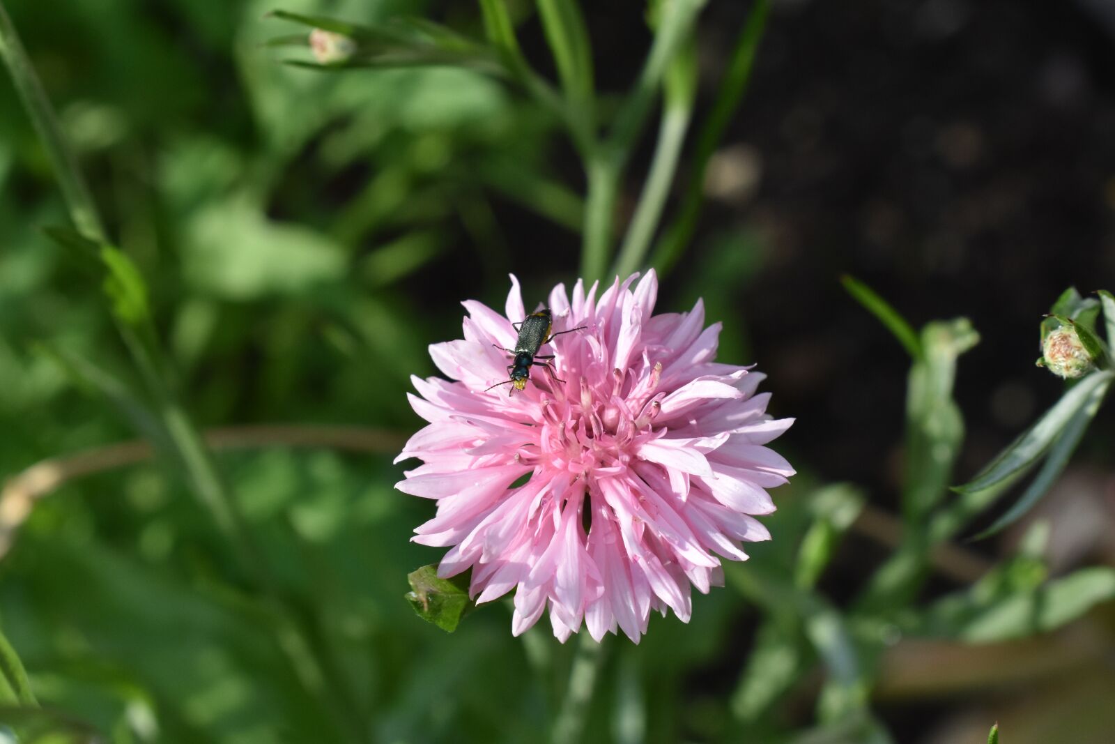 Nikon D3400 sample photo. Beetle, flower, summer photography