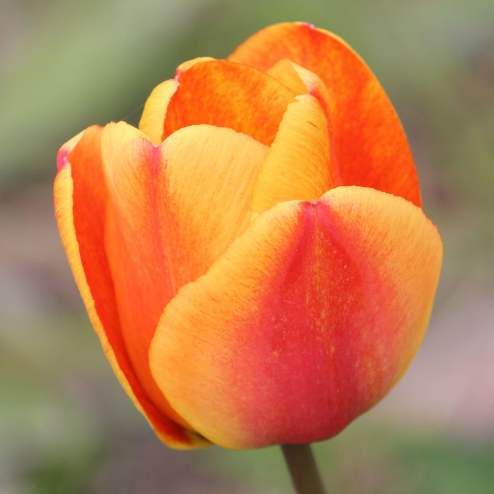 Canon EF-S 55-250mm F4-5.6 IS II sample photo. Tulip, blossomed, orange photography