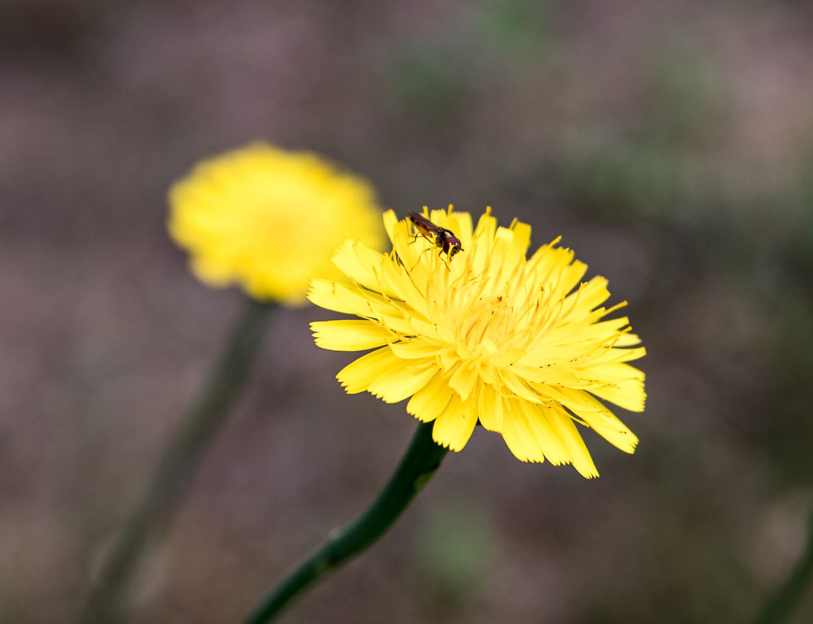 Canon EOS 80D sample photo. Flower, pointed flower, flowers photography