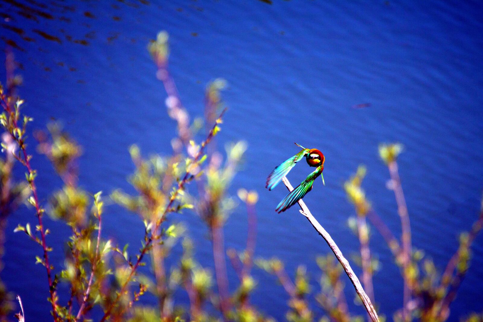 Canon EOS 70D sample photo. Bird, tree, branch, animal photography