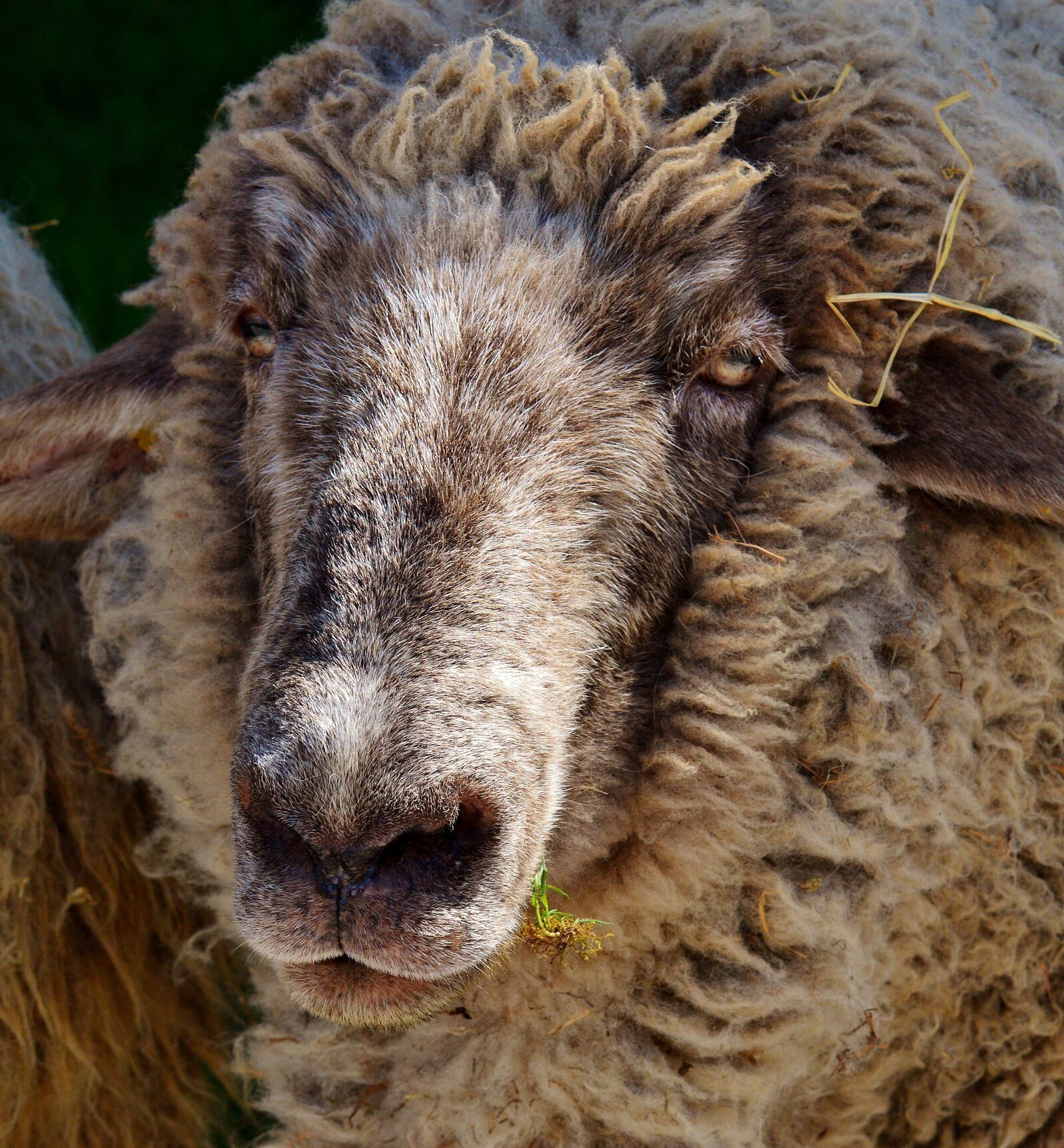 Nikon D3200 sample photo. Sheep, wool, animal photography