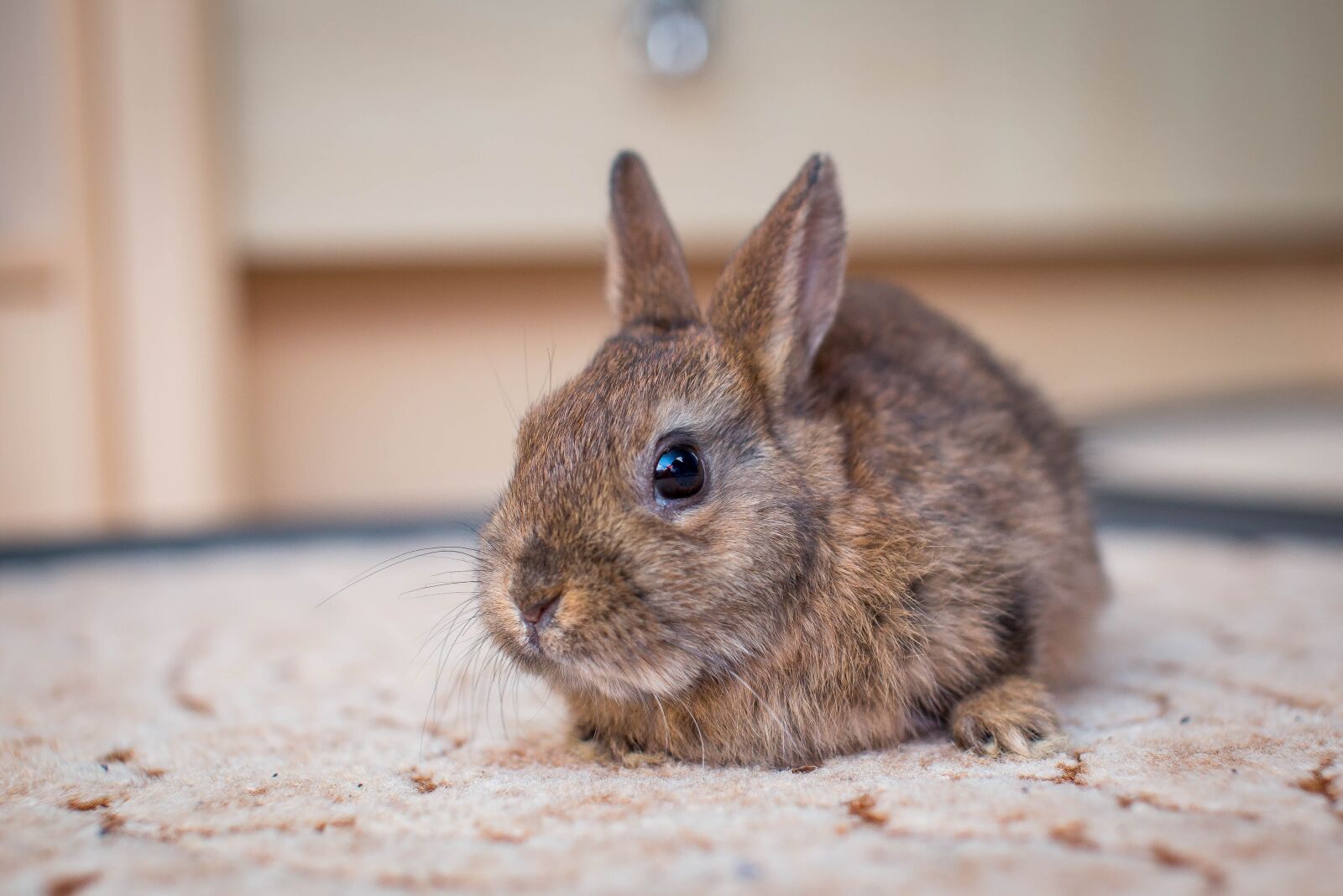 Canon EOS 6D sample photo. Dwarf bunny, hare, small photography