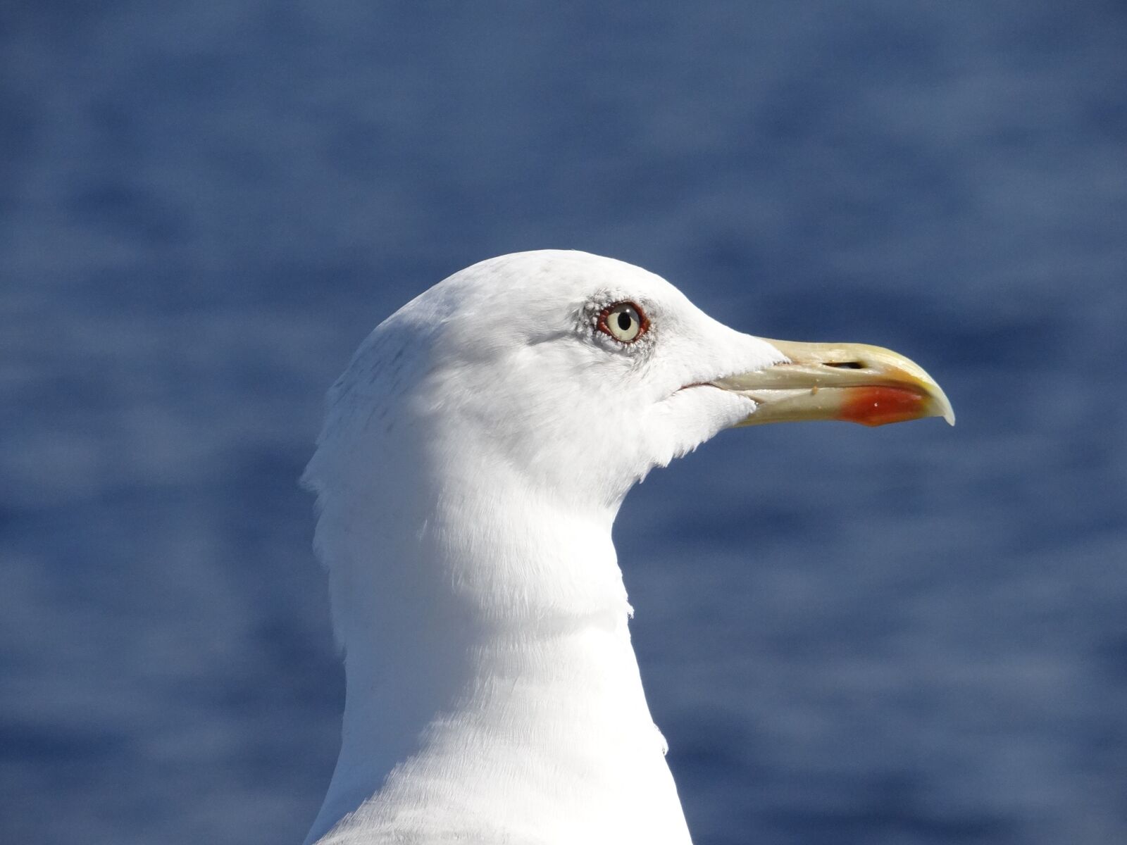 Sony DSC-HX200V sample photo. Seagull, lake, bird photography