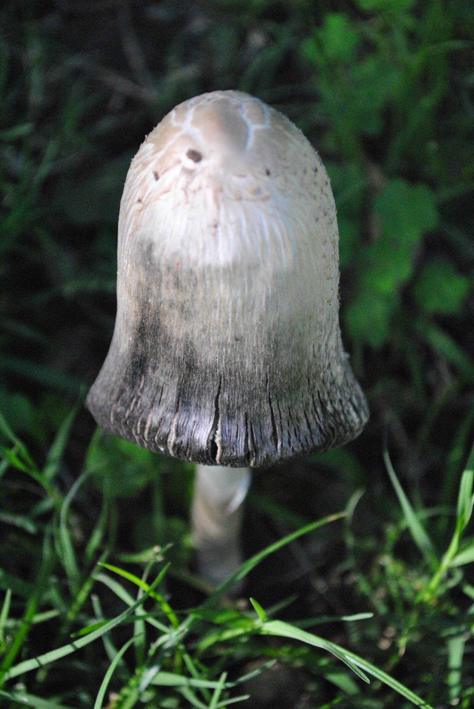 Nikon D3000 sample photo. Fungus, nature, forest photography