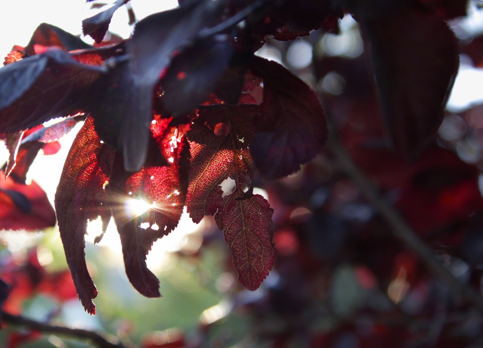 Canon EOS 550D (EOS Rebel T2i / EOS Kiss X4) sample photo. Tree, sunset, red leaves photography