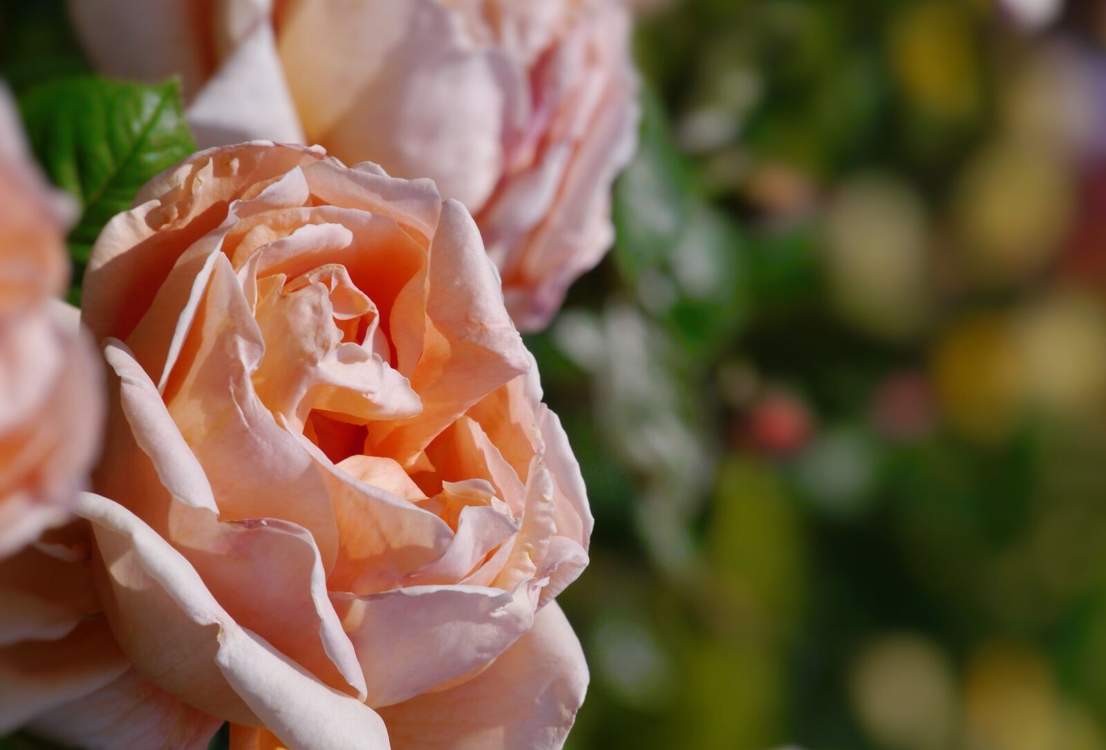 Panasonic Lumix DMC-GX1 sample photo. Verny park, france, flesh photography