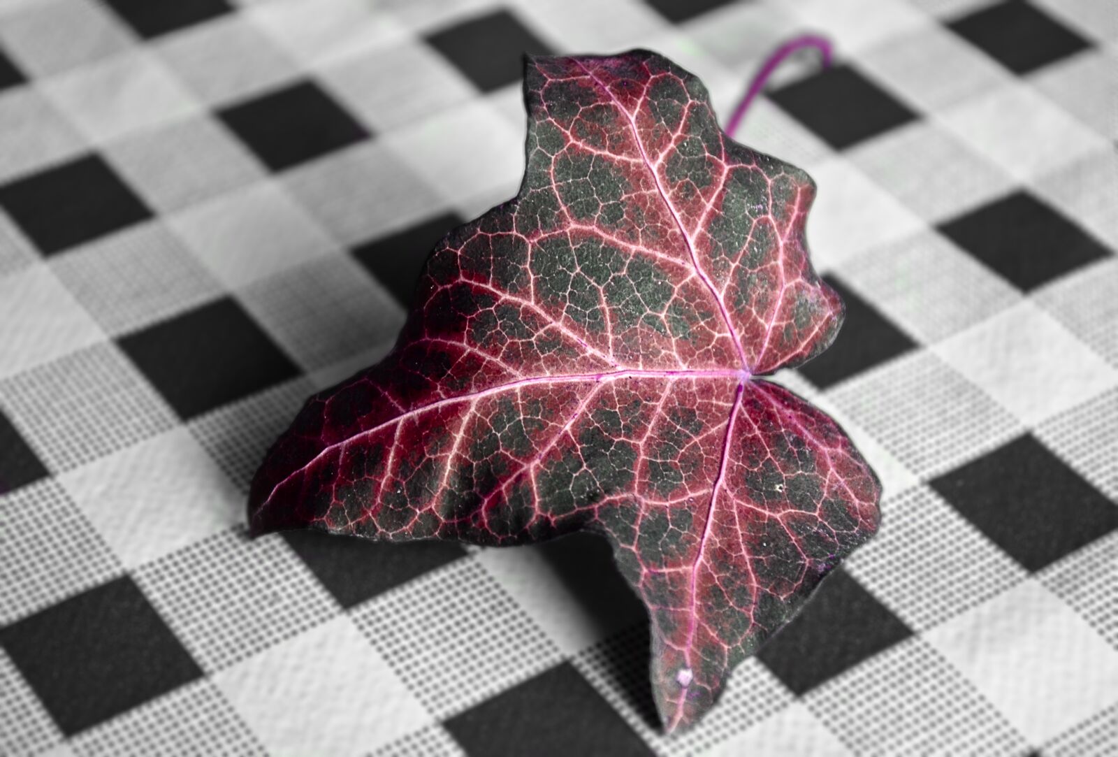 Nikon D5100 sample photo. Sheet, nature, macro photography