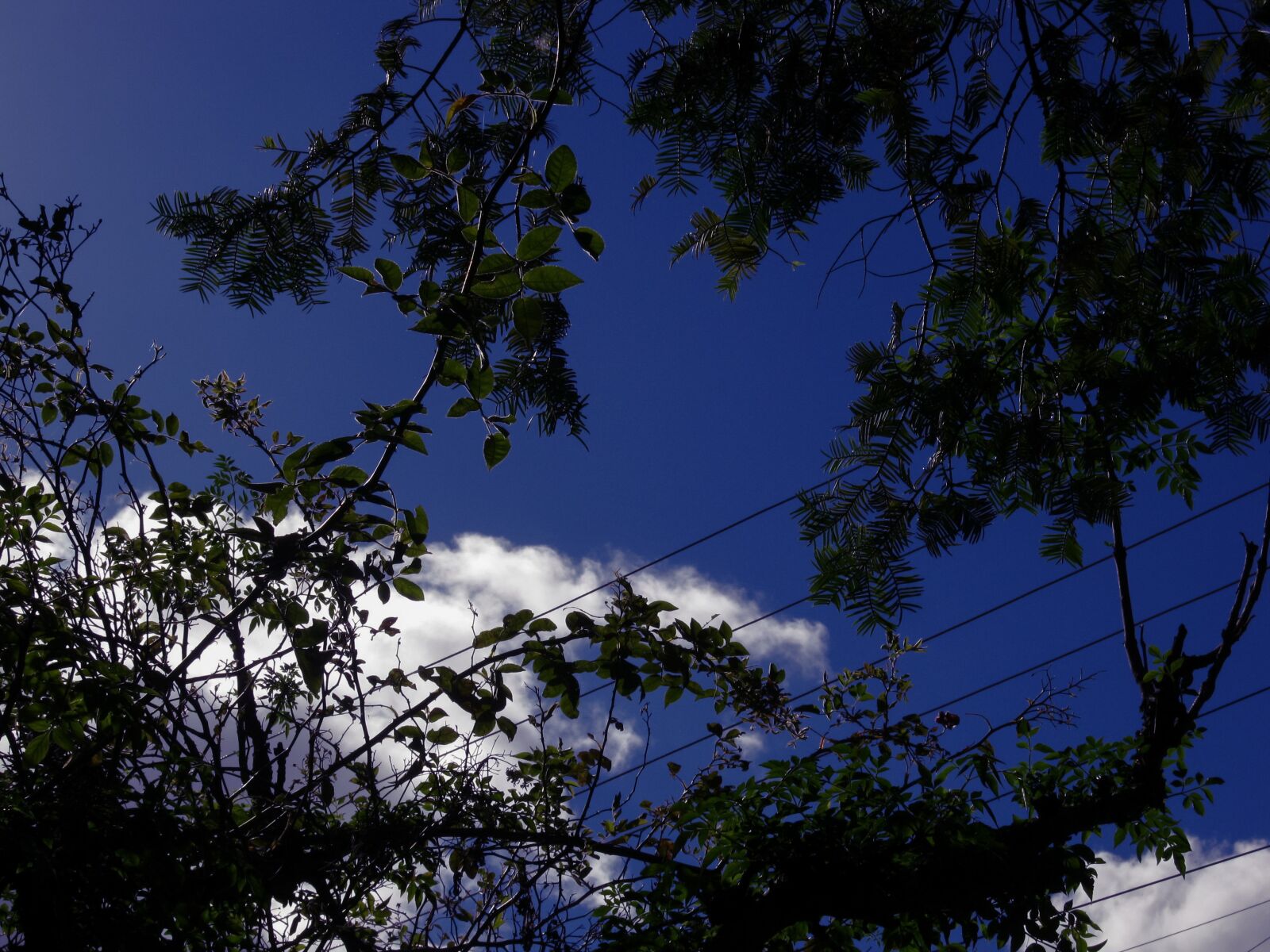 Canon PowerShot A490 sample photo. Trees, sky, nature photography