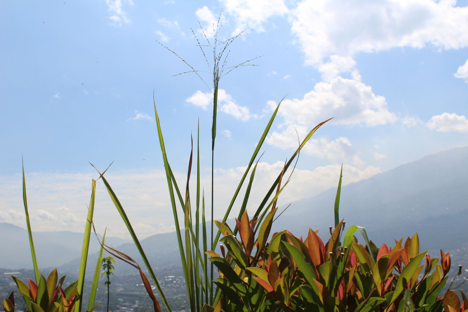 Canon EOS 1300D (EOS Rebel T6 / EOS Kiss X80) sample photo. Background, plant photography