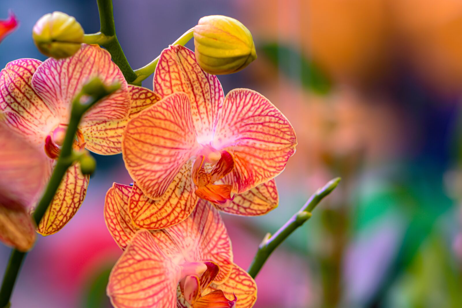 Nikon D5600 sample photo. Just flower, beauty, love photography