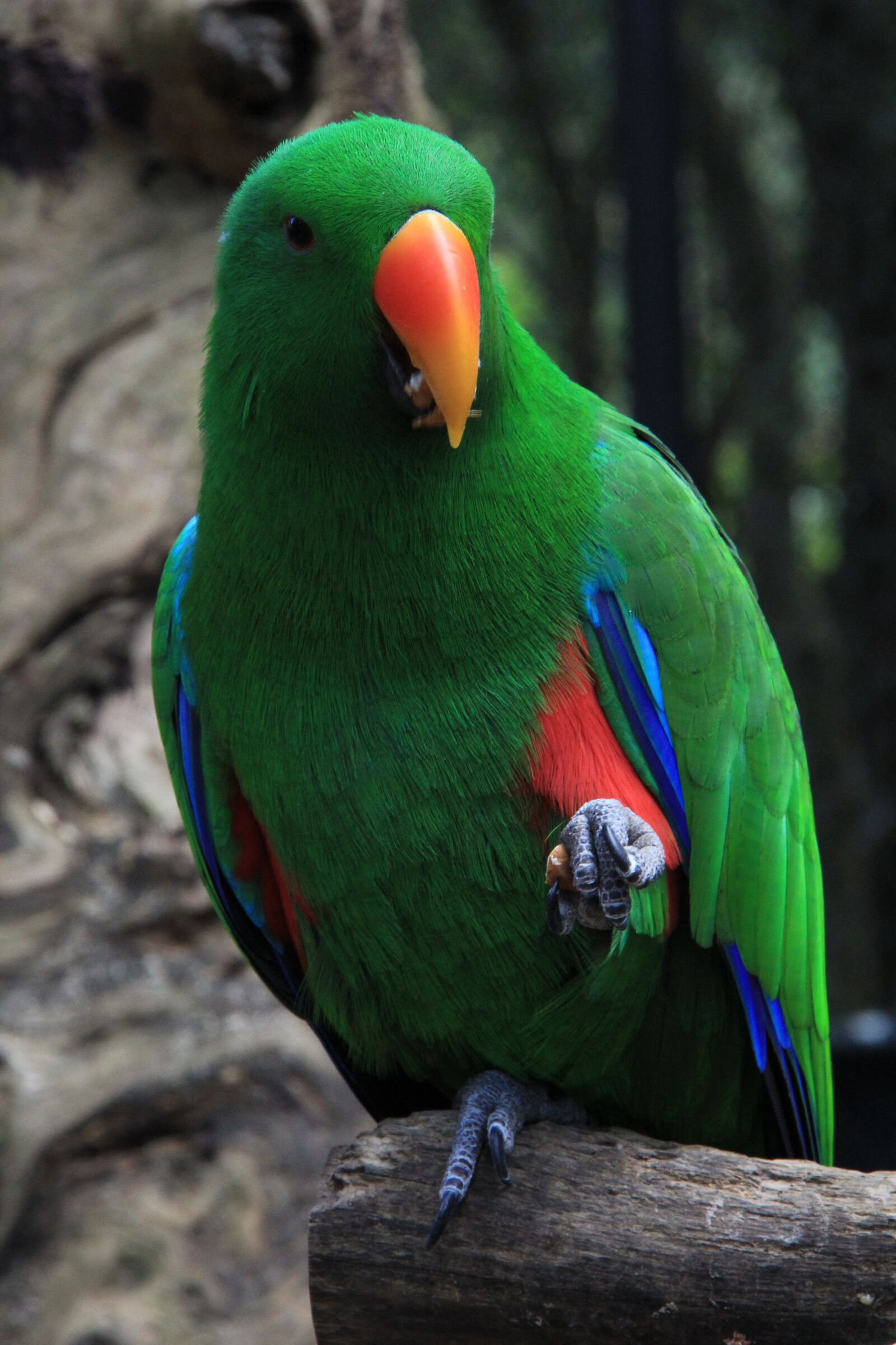 Canon EF-S 18-200mm F3.5-5.6 IS sample photo. Bird, green, eclectus photography