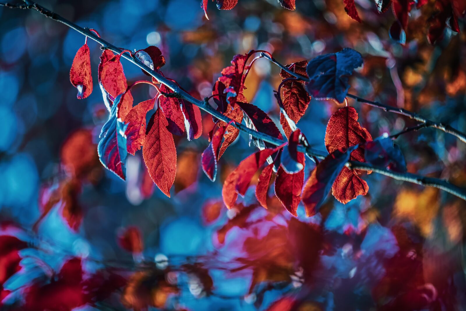 Fujifilm XF 55-200mm F3.5-4.8 R LM OIS sample photo. Leaves, tree, branch photography