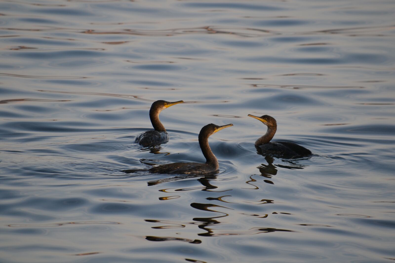 Nikon D3100 sample photo. Cormorant, water bird, bird photography