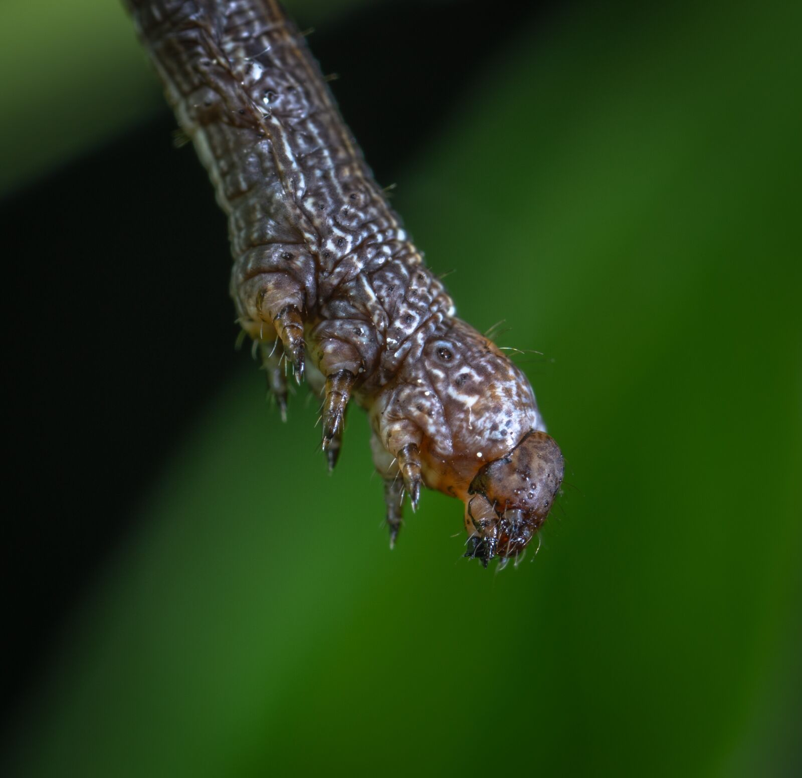Sony a7R II sample photo. Macro, insect, caterpillar photography