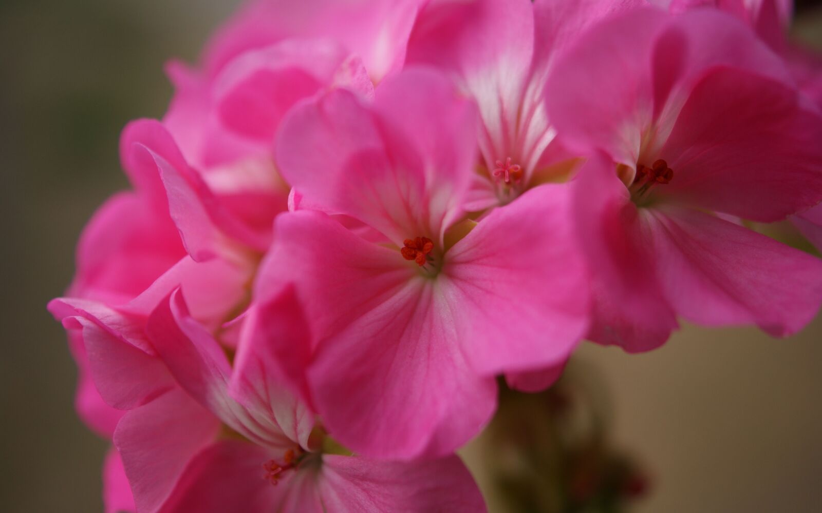 Sony Alpha DSLR-A350 sample photo. Flora, fauna, macro photography
