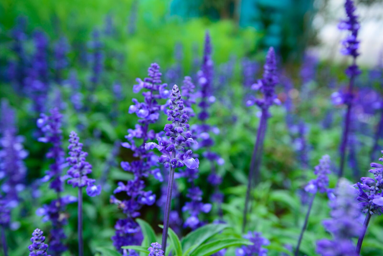 Nikon D600 sample photo. Lavender, natural, united in photography