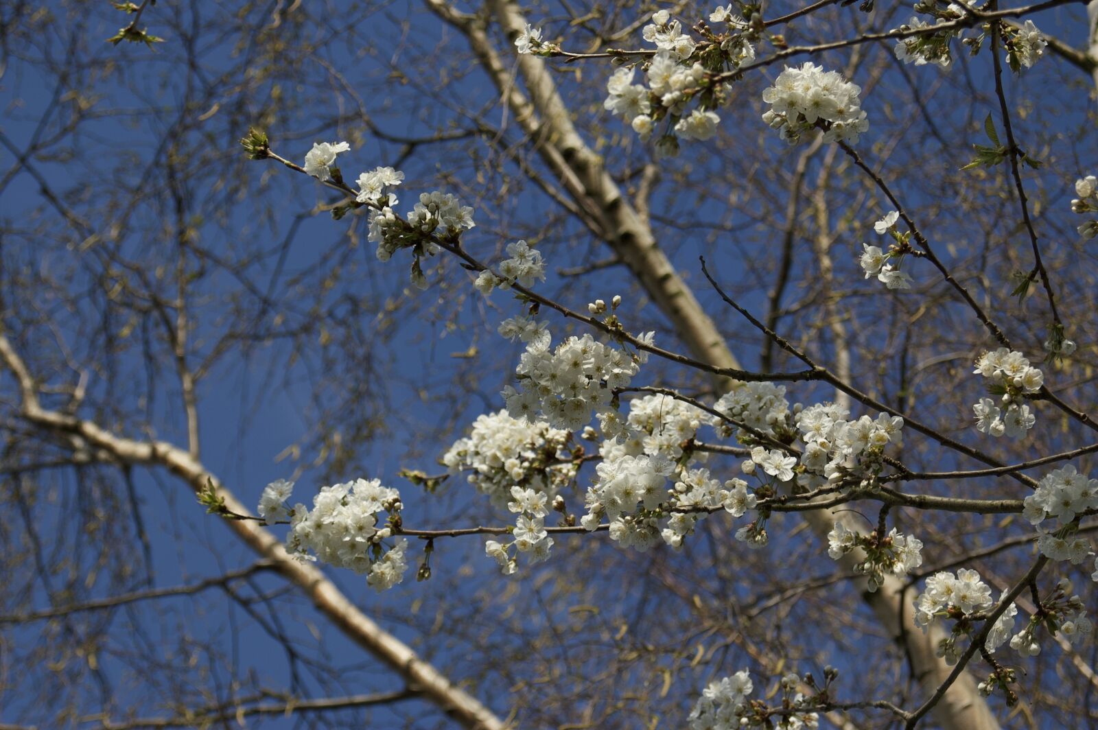 Nikon D70 sample photo. Birch, tree, spring photography