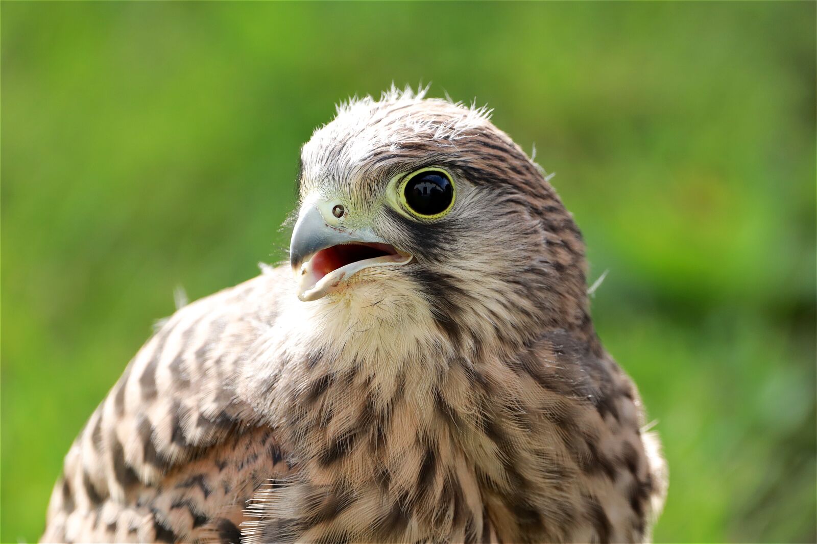 Canon EOS R sample photo. Falcon, kestrel, bird of photography