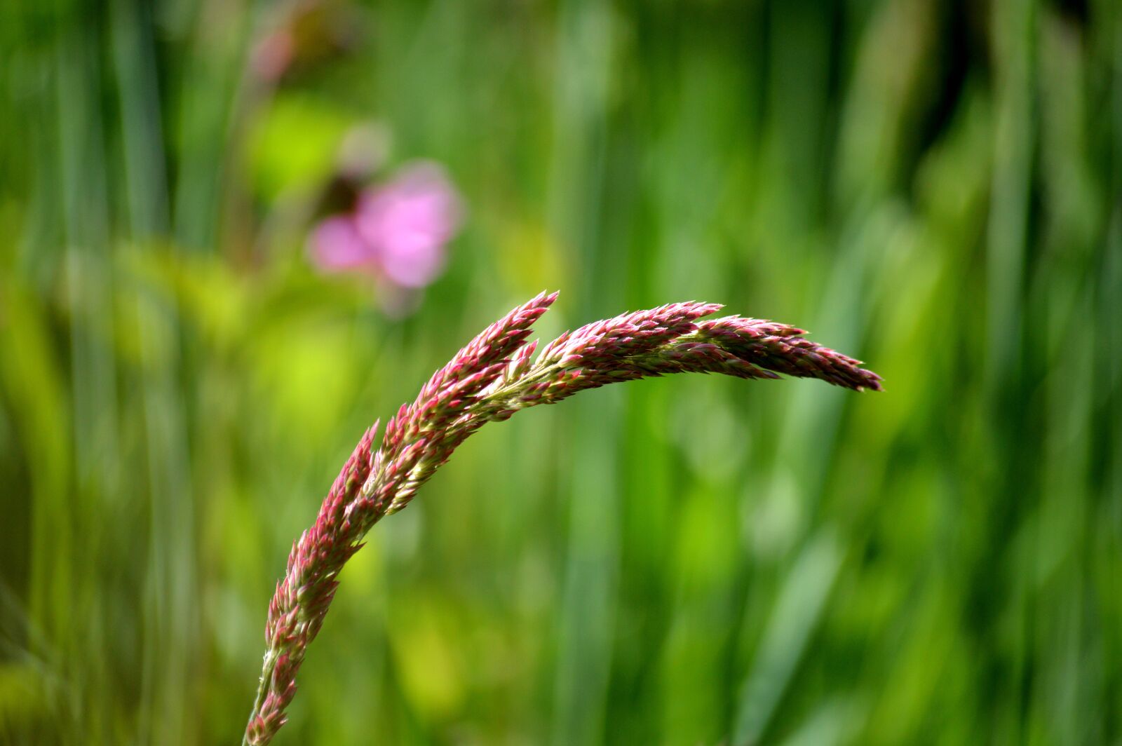 Nikon D3200 sample photo. Grass, grasses, nature photography