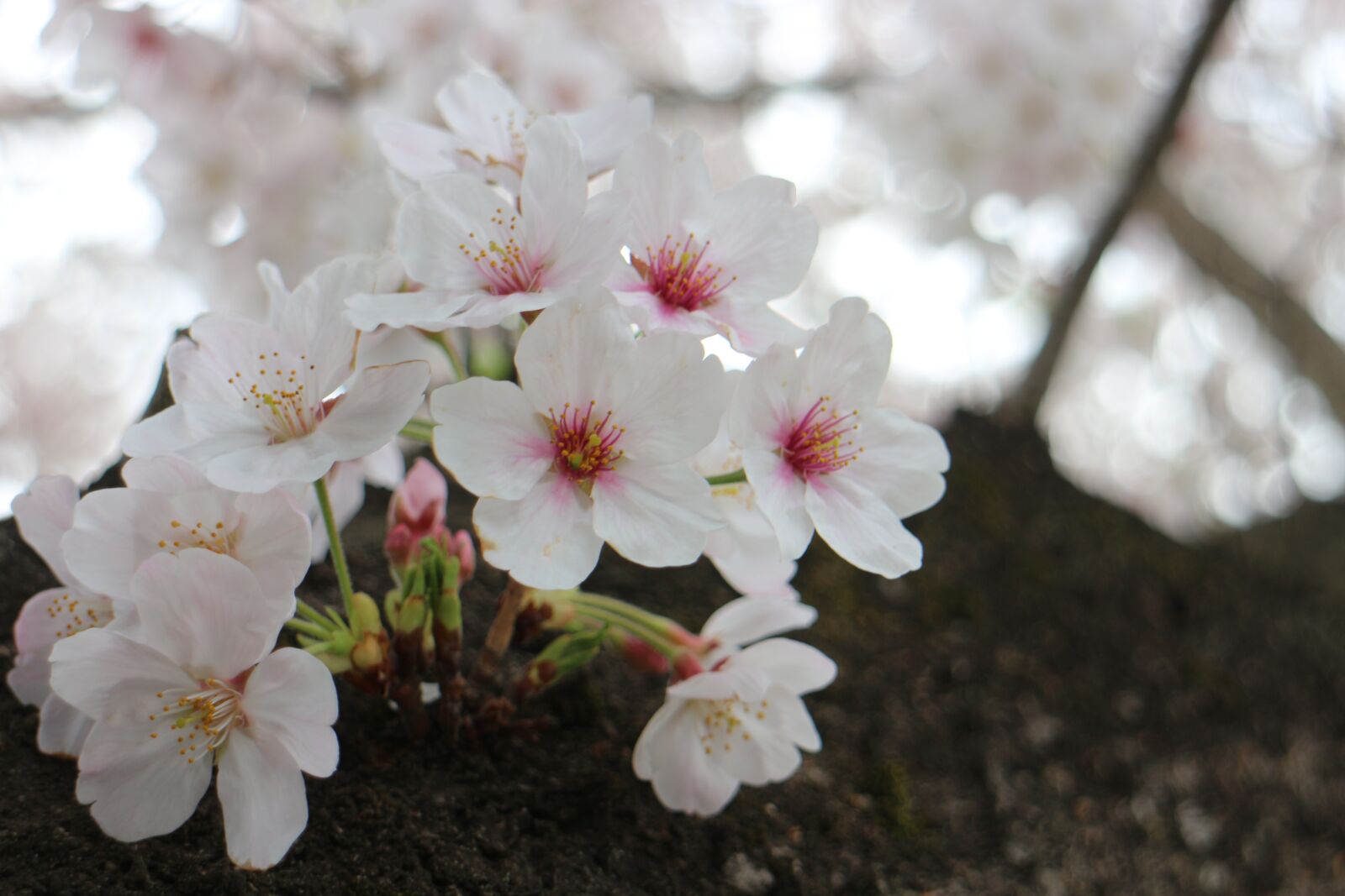 Canon EOS M2 + Canon EF-M 18-55mm F3.5-5.6 IS STM sample photo. Cherry blossoms, spring, flowers photography