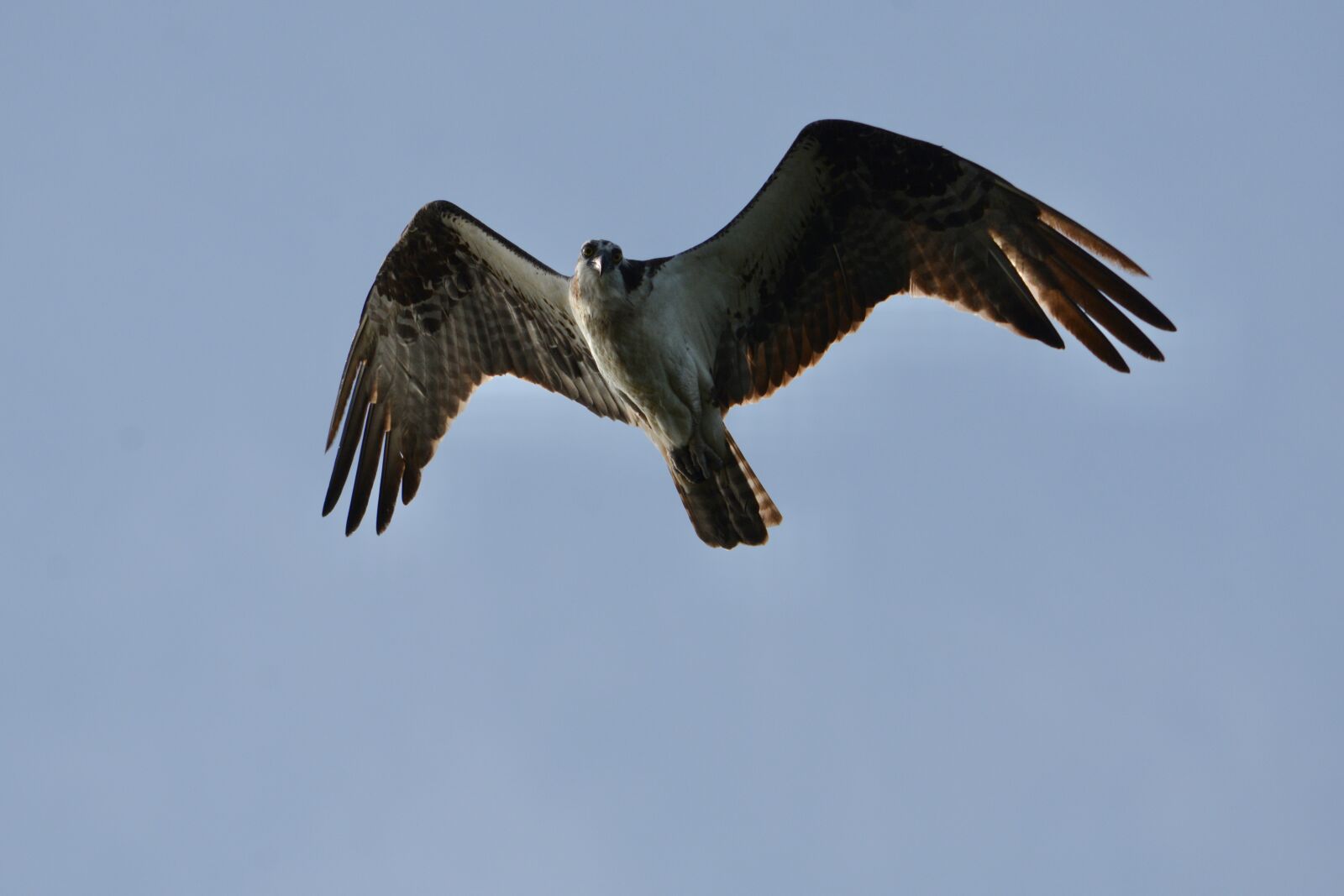 Nikon D7100 sample photo