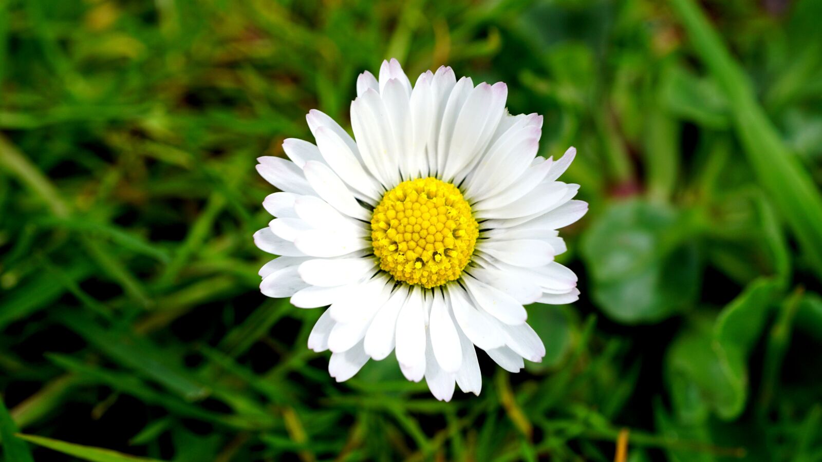 Sony E 30mm F3.5 Macro sample photo. Flower, daisy, nature photography