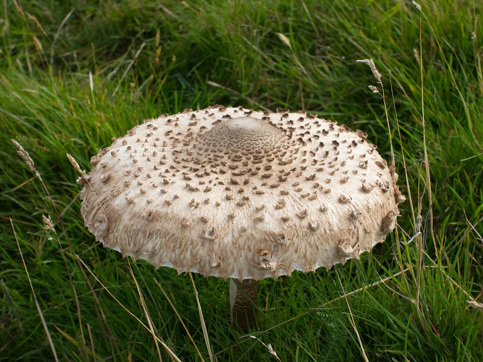 Sony DSC-RX100M5 sample photo. Mushroom, parasol, fungus photography