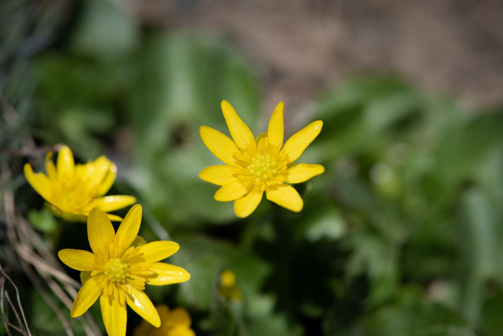 Nikon D750 sample photo. Celandine, flower, yellow photography