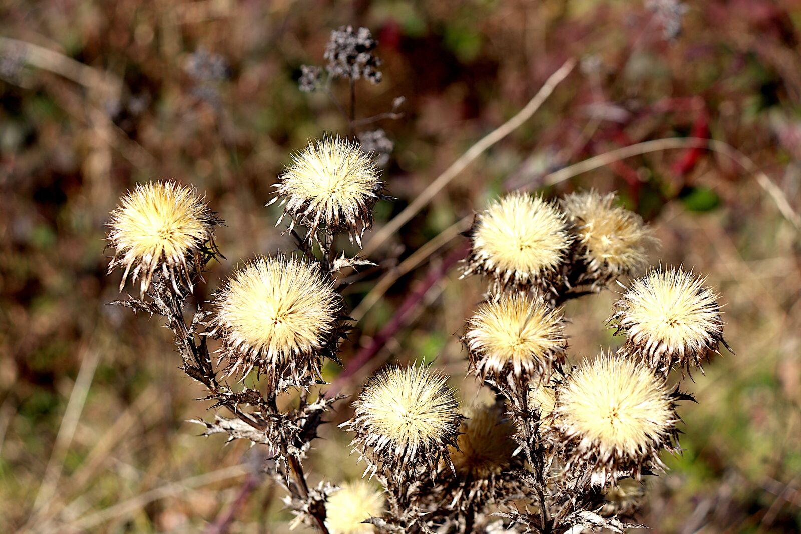 Canon EOS 800D (EOS Rebel T7i / EOS Kiss X9i) sample photo. Thistles, dried, fields photography
