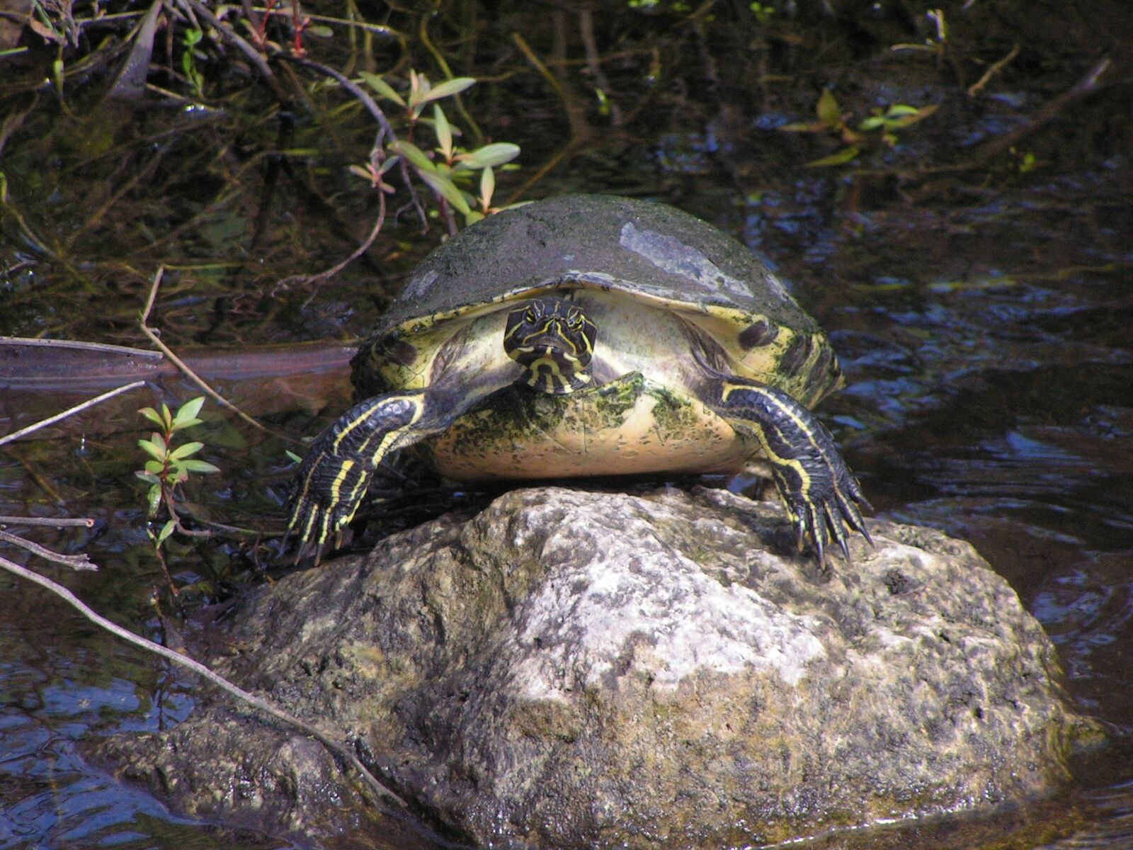 KONICA MINOLTA DiMAGE Z2 sample photo. Turtle, herpetology, coldblooded photography