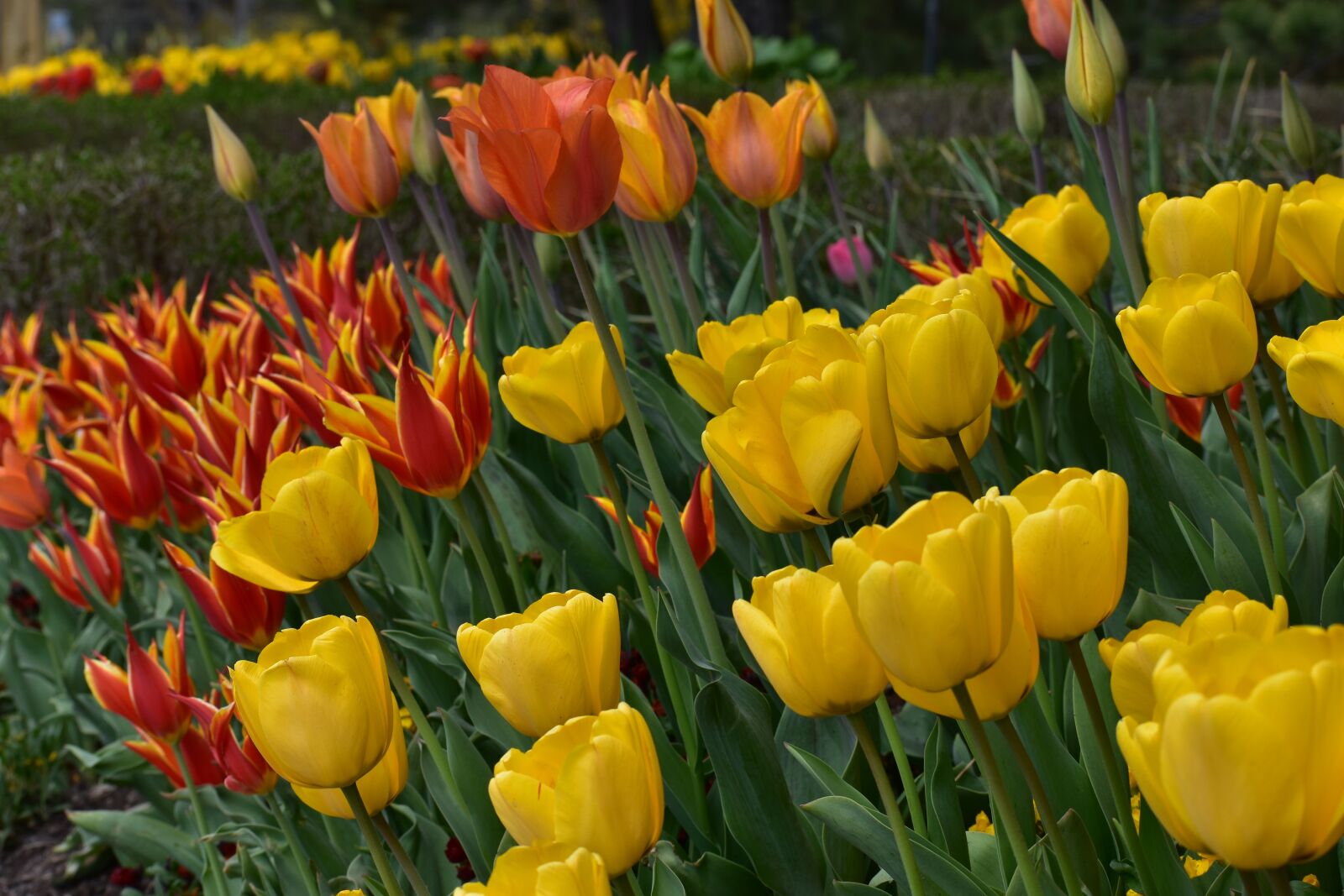 Nikon D3400 sample photo. Tulip festival, at thanksgiving photography