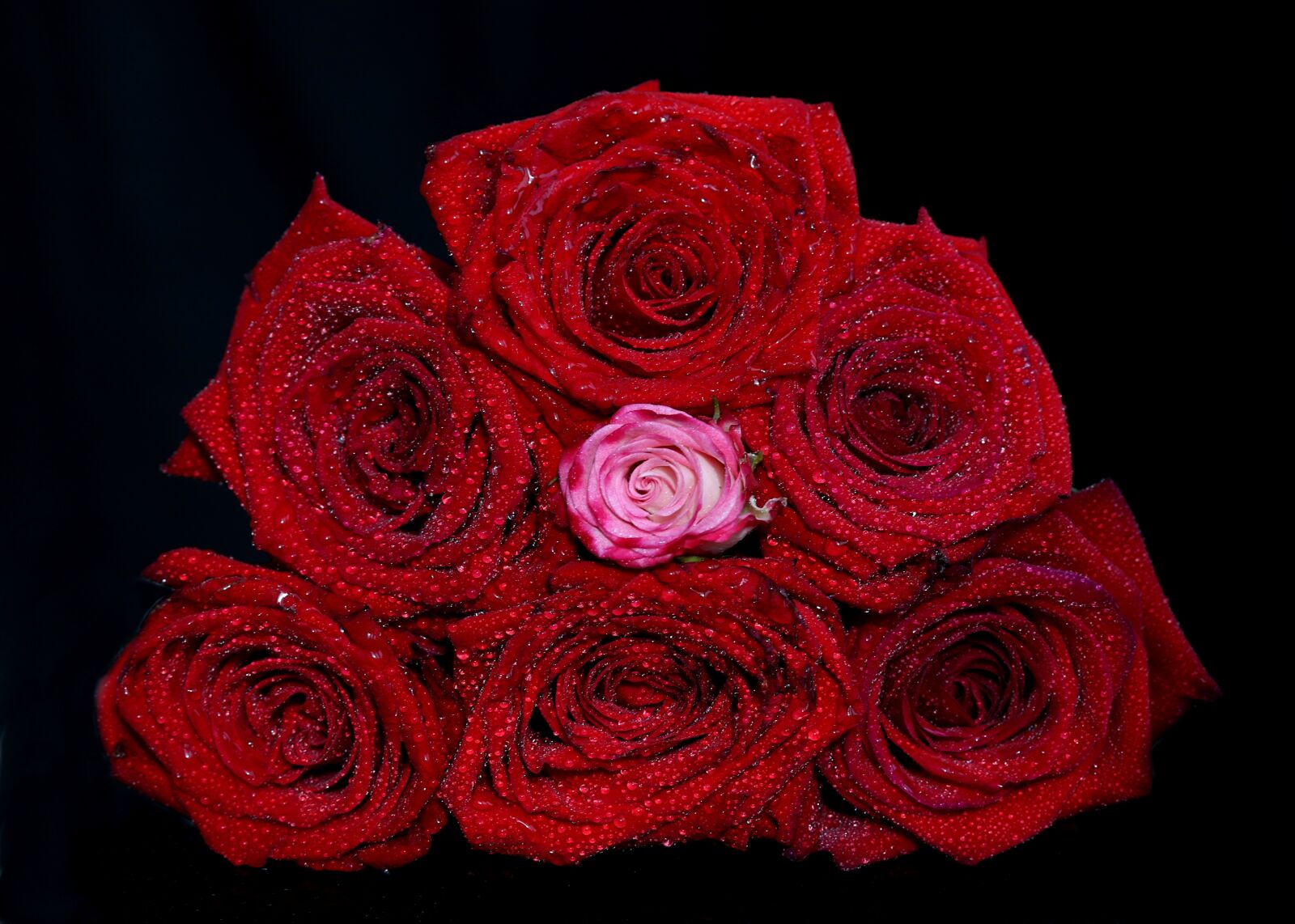 Canon EF-S 60mm F2.8 Macro USM sample photo. Rose, red, drops photography