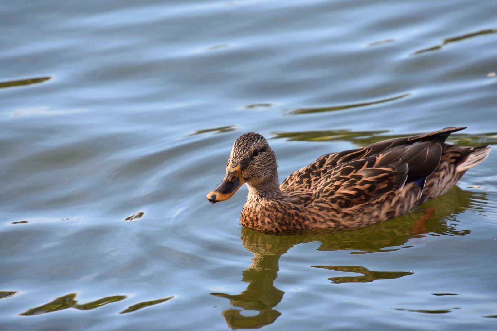 Nikon D3400 sample photo. Wild goose, bird, water photography